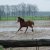 Welsh Cob | Ceres Lord Santiago - Welsh_Cob_Santiago